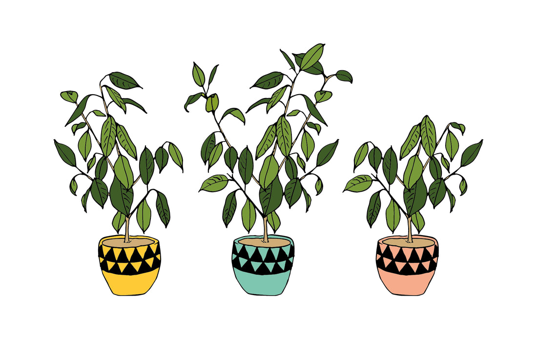 Pot plant desktop wallpaper
